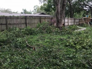 Backyard branch and limb mess. Our tortoise's habitat is under that mess.