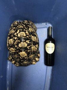 Our leopard tortoise, Trevor, brought inside. Wine for scale. Cats inside, too.